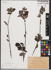 Salix aurita L. x Salix silesiaca Willd.